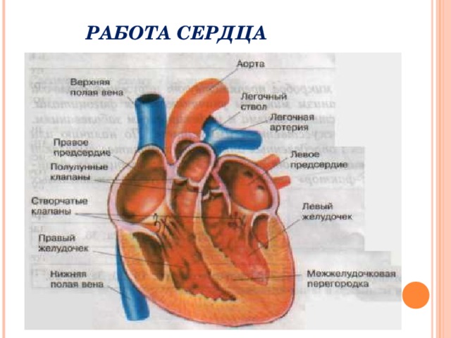 РАБОТА СЕРДЦА