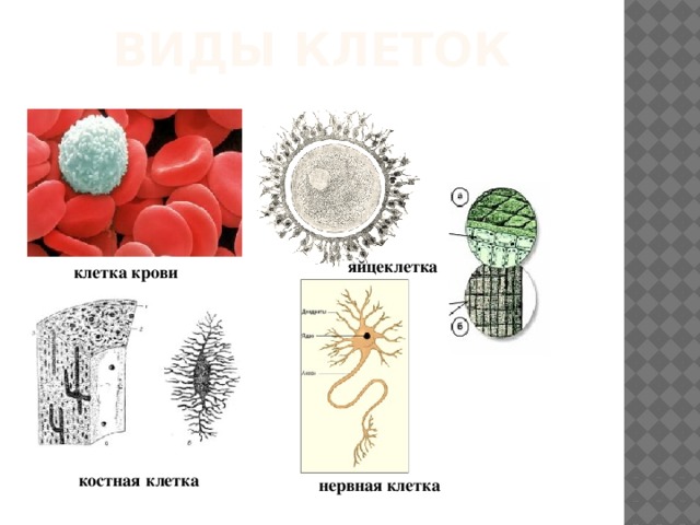 Виды клеток  яйцеклетка   клетка крови  костная  клетка  нервная клетка