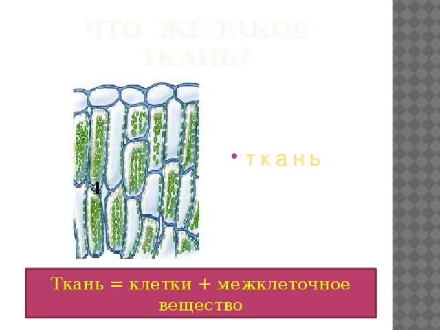 Что же такое ткань? ткань 4 Ткань = клетки + межклеточное вещество