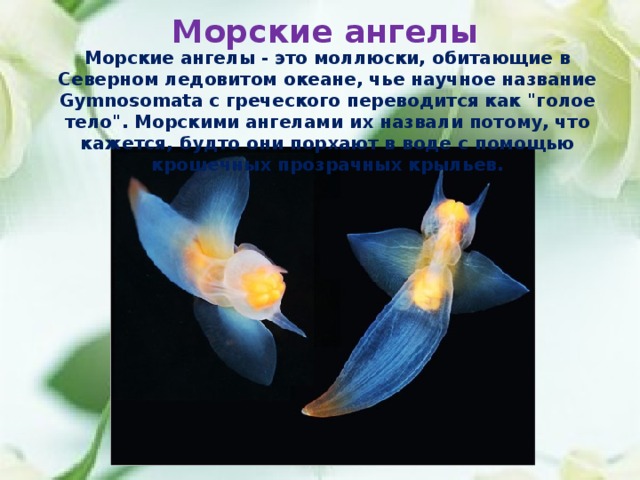 Морские ангелы Морские ангелы - это моллюски, обитающие в Северном ледовитом океане, чье научное название Gymnosomata с греческого переводится как 