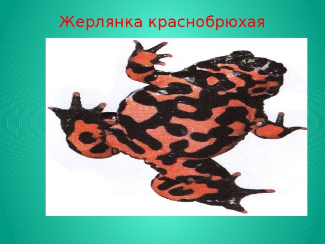 Жерлянка краснобрюхая