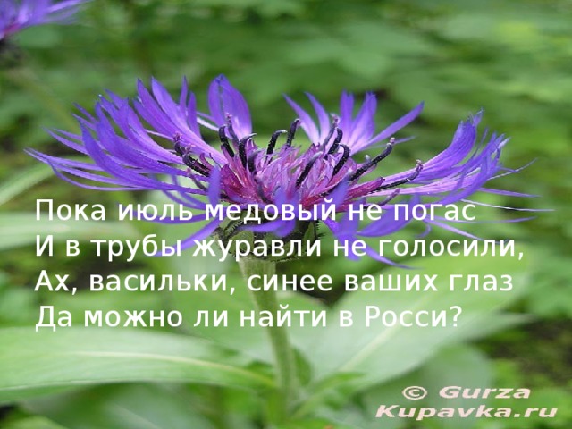 Пока июль медовый не погас И в трубы журавли не голосили, Ах, васильки, синее ваших глаз Да можно ли найти в Росси?