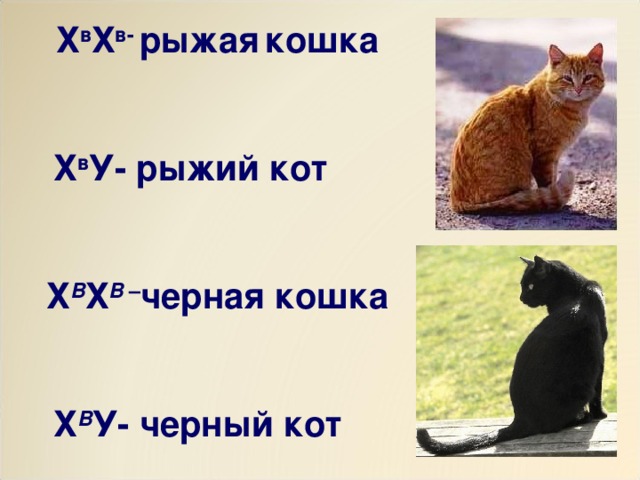 Х в Х в- рыжая  кошка    Х в У- рыжий кот   Х В Х В – черная кошка    Х В У- черный кот