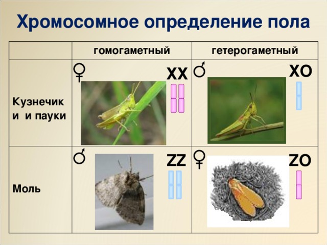 Хромосомное определение пола гомогаметный   Кузнечики и пауки   Моль  гетерогаметный Х O ХХ ZO ZZ