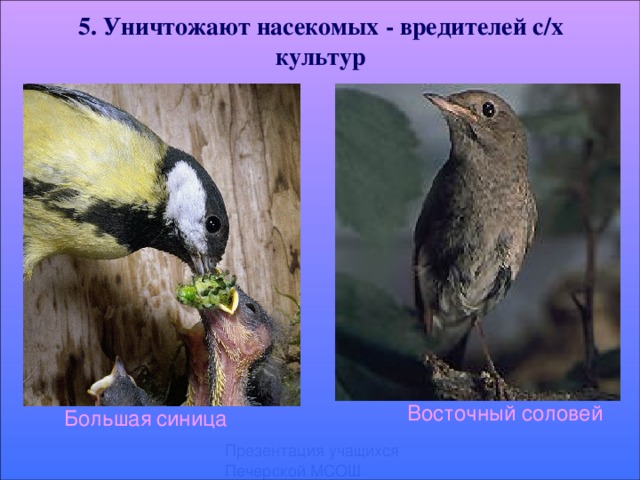 5. Уничтожают насекомых - вредителей с/х культур Восточный соловей Большая  синица