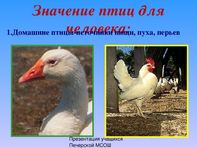 Значение птиц для человека: 1.Домашние птицы-источники пищи, пуха, перьев