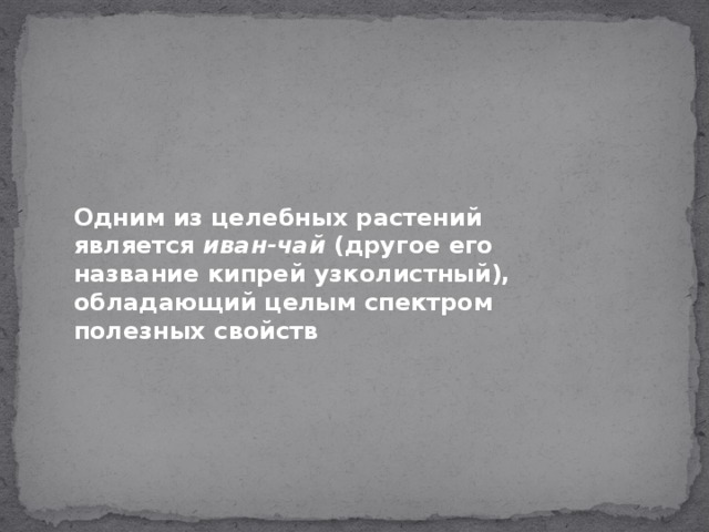 Одним из целебных растений является иван-чай  (другое его название кипрей узколистный), обладающий целым спектром полезных свойств