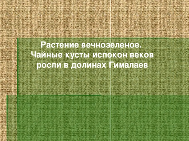 Растение вечнозеленое. Чайные кусты испокон веков росли в долинах Гималаев