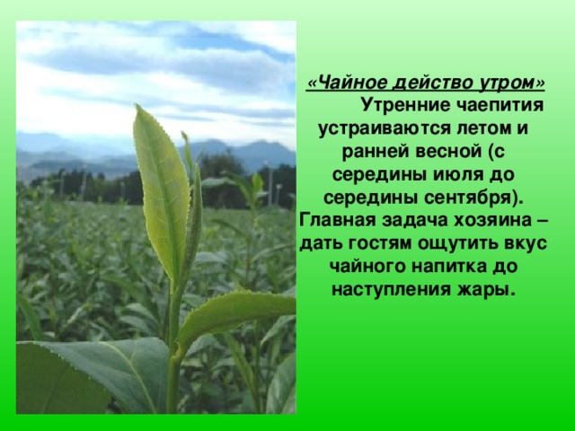 «Чайное действо утром»  Утренние чаепития устраиваются летом и ранней весной (с середины июля до середины сентября). Главная задача хозяина – дать гостям ощутить вкус чайного напитка до наступления жары.