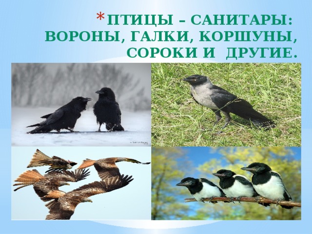 Птицы – санитары:  вороны, галки, коршуны, сороки и другие.