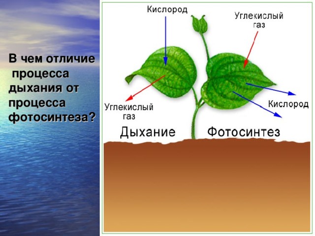 В чем отличие  процесса дыхания от процесса фотосинтеза?