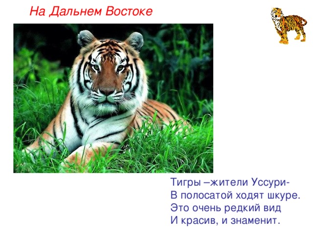 На Дальнем Востоке Тигры –жители Уссури- В полосатой ходят шкуре. Это очень редкий вид И красив, и знаменит.