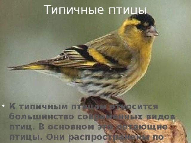 Типичные птицы