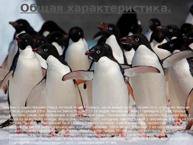 Общая характеристика. Пингвин — единственная птица, которая может плавать, но не может летать. Кроме того, это единственная птица, ходящая стоя. Ныне на Земле обитает 15-18 видов пингвинов. Живут примерно 17 лет. Крылья короткие, узкие, ластообразные, к полету не пригодны,. Пингвинам приходится носить под кожей много жира из за жуткого холода. Мороз снаружи на 100°С холоднее, чем под кожей у пингвинов. В море на 50° теплее. Человек не выдержал бы и 10 минут такого купания, а им все нипочем, ныряют на глубину 265 метров. Питаются рыбой, кальмарами, крабами, рачками. Ноги имеют 4 пальца, 3 из них соединены плавательными перепонками. В апреле свадьбы у пингвинов. Почти месяц ухаживания. Но результат – одно единственное яйцо. Его встречают с ликованием – кричат и поздравляют друг друга. Пятинедельный птенец уходит в «детский сад». Детишки собираются группой и греют друг другу бока. Родители безошибочно находят своего ребенка в шуме и гаме.