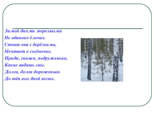 Зимой днями морозными Не одиноко ёлочке. Стоит она с берёзками, Мечтает о сосёночке. Приди, скажи, подруженька, Какие видишь сны. Долга, долга дороженька До тёплых дней весны.