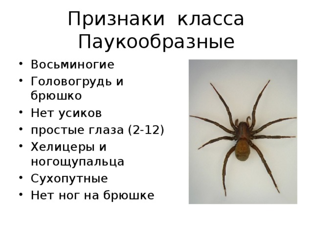 Презентация на тему класс паукообразные 7 класс