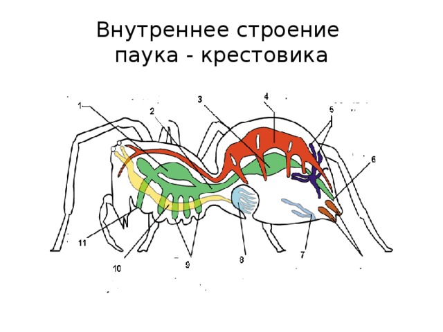 Внутреннее строение  паука - крестовика