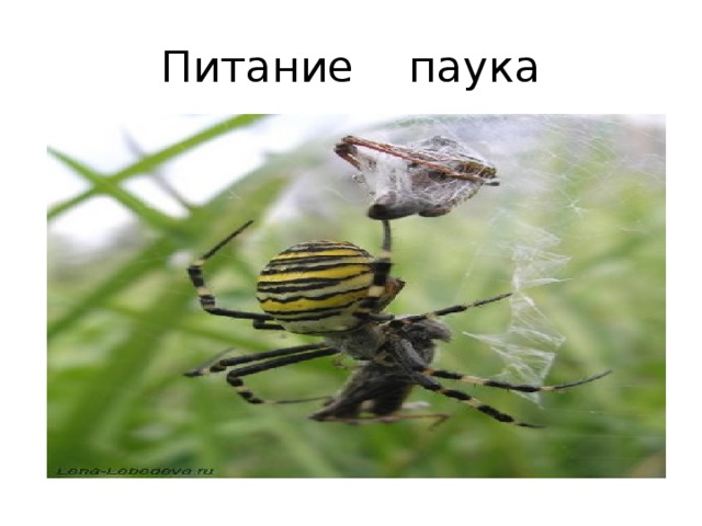 Питание паука