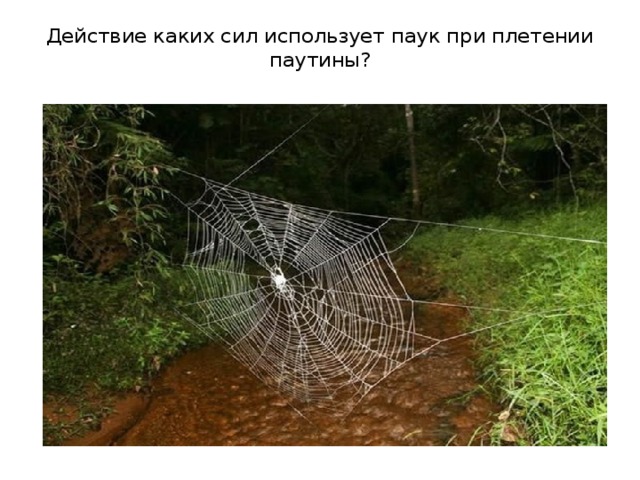 Действие каких сил использует паук при плетении паутины?