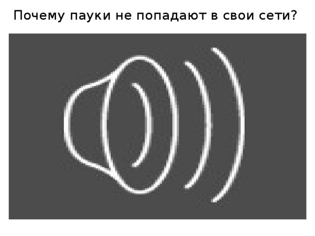 Почему пауки не попадают в свои сети?