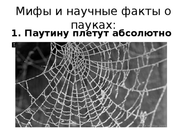 Мифы и научные факты о пауках: 1. Паутину плетут абсолютно все пауки.