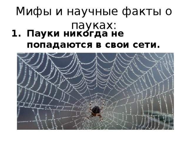 Мифы и научные факты о пауках: Пауки никогда не попадаются в свои сети.