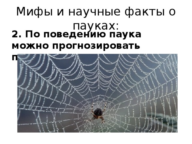 Мифы и научные факты о пауках: 2. По поведению паука можно прогнозировать погоду.