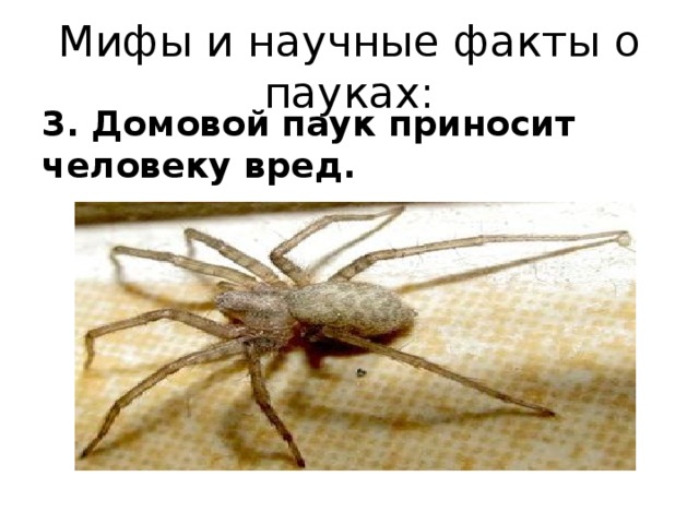 Мифы и научные факты о пауках: 3. Домовой паук приносит человеку вред.