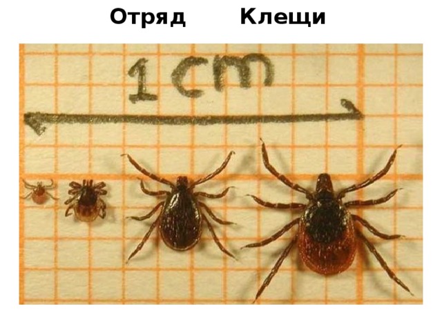 Отряд Клещи