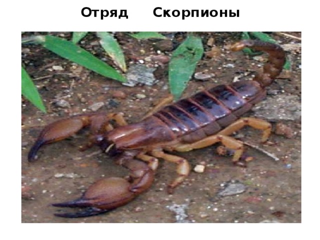 Отряд Скорпионы