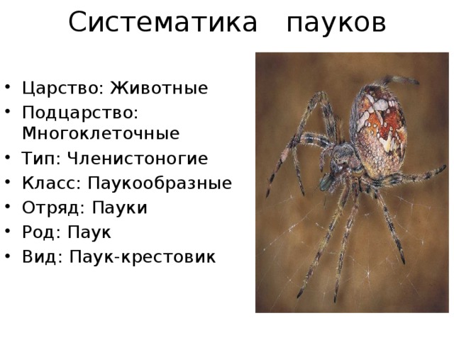 Паук относится к паукообразным. Паук царство Тип класс отряд семейство род вид. Классификация паука крестовика. Классификация паука крестовика 7 класс биология. Класс паукообразные систематика класса.