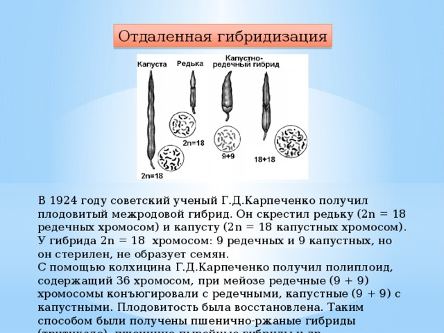 Отдаленная гибридизация В 1924 году советский ученый Г.Д.Карпеченко получил плодовитый межродовой гибрид. Он скрестил редьку (2n = 18 редечных хромосом) и капусту (2n = 18 капустных хромосом). У гибрида 2n = 18 хромосом: 9 редечных и 9 капустных, но он стерилен, не образует семян. С помощью колхицина Г.Д.Карпеченко получил полиплоид, содержащий 36 хромосом, при мейозе редечные (9 + 9) хромосомы конъюгировали с редечными, капустные (9 + 9) с капустными. Плодовитость была восстановлена. Таким способом были получены пшенично-ржаные гибриды (тритикале), пшенично-пырейные гибриды и др.