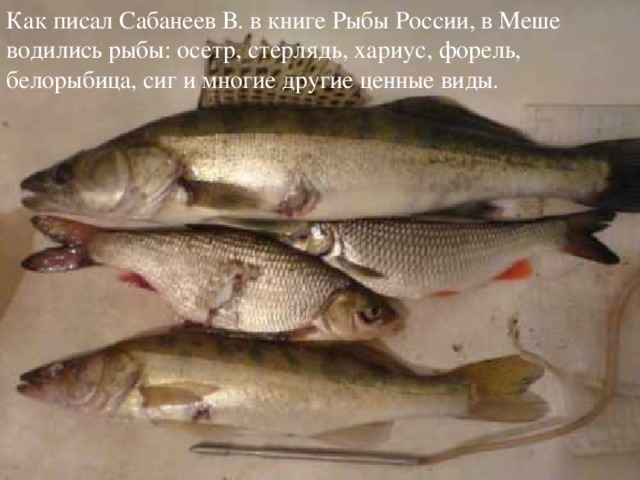 Как писал Сабанеев В. в книге Рыбы России, в Меше водились рыбы: осетр, стерлядь, хариус, форель, белорыбица, сиг и многие другие ценные виды.