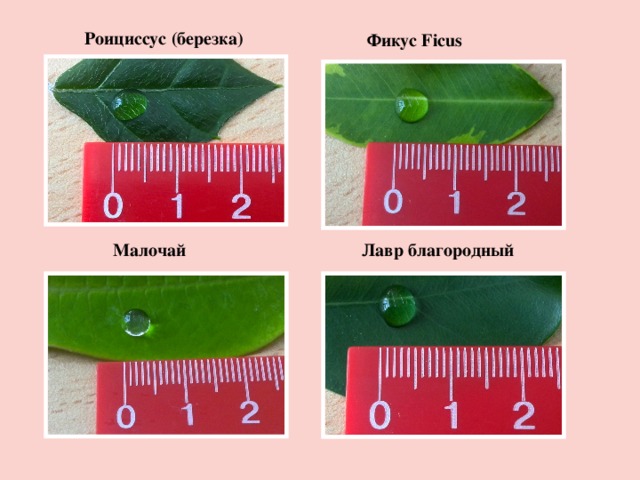 Фикус   Ficus  Роициссус (березка) Малочай Лавр благородный