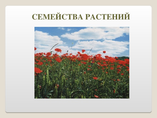 СЕМЕЙСТВА РАСТЕНИЙ