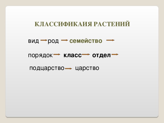 КЛАССИФИКАИЯ РАСТЕНИЙ вид род семейство  порядок класс  отдел подцарство царство