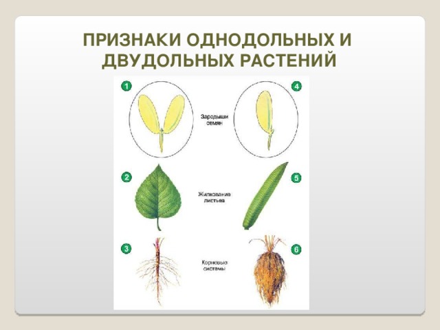 ПРИЗНАКИ ОДНОДОЛЬНЫХ И ДВУДОЛЬНЫХ РАСТЕНИЙ