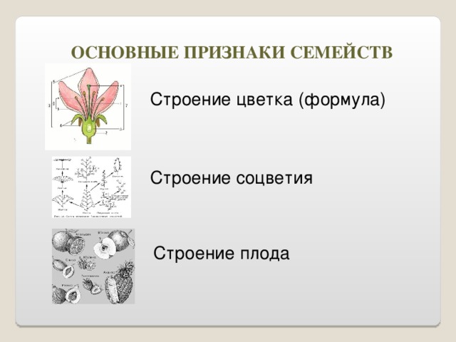 ОСНОВНЫЕ ПРИЗНАКИ СЕМЕЙСТВ Строение цветка (формула) Строение соцветия Строение плода