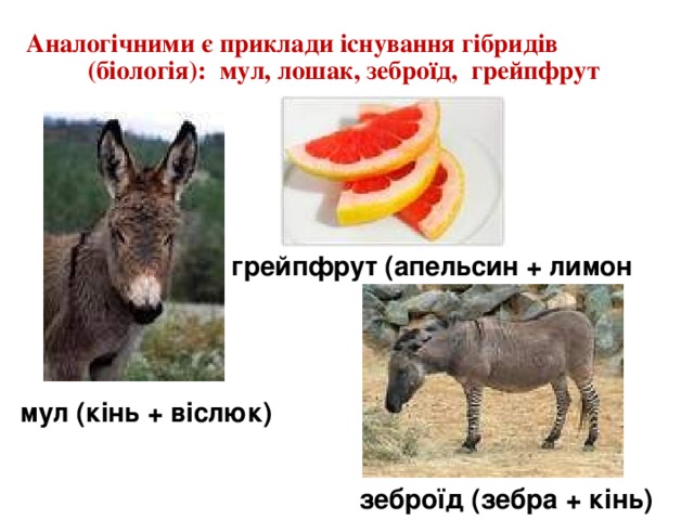 Аналогічними є приклади існування гібридів (біологія): мул, лошак, зеброїд, грейпфрут    грейпфрут (апельсин + лимон ) мул (кінь + віслюк) зеброїд (зебра + кінь)