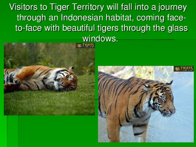Visitors to Tiger Territory will fall into a journey through an Indonesian habitat, coming face-to-face with beautiful tigers through the glass windows.