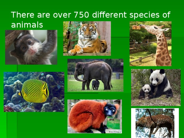 There are over 750 different species of animals
