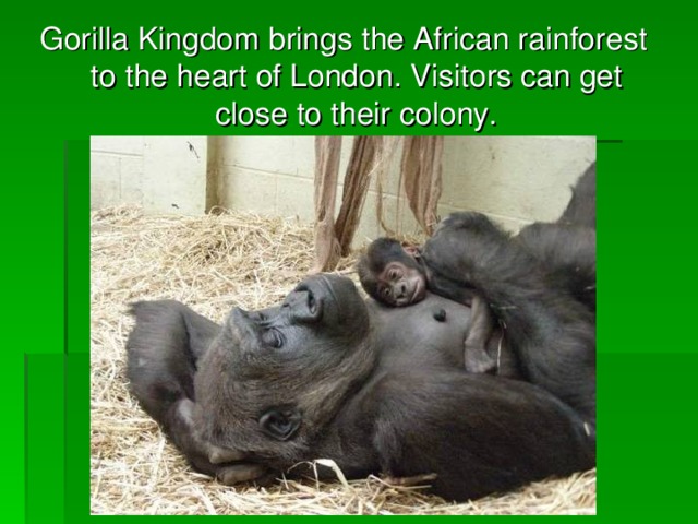 Gorilla Kingdom brings the African rainforest to the heart of London. Visitors can get close to their colony.