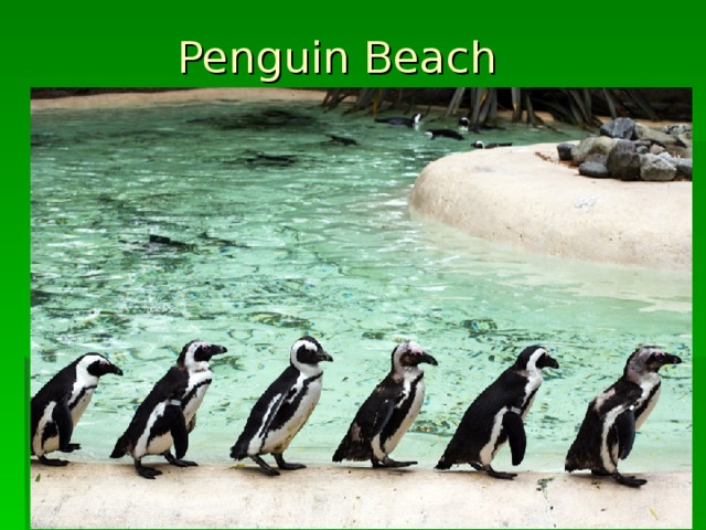 Penguin Beach