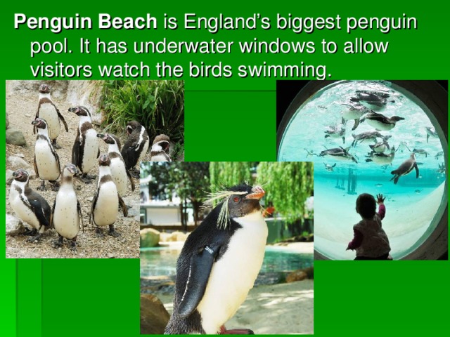 Penguin Beach is England’s biggest penguin pool. It has underwater windows to allow visitors watch the birds swimming.