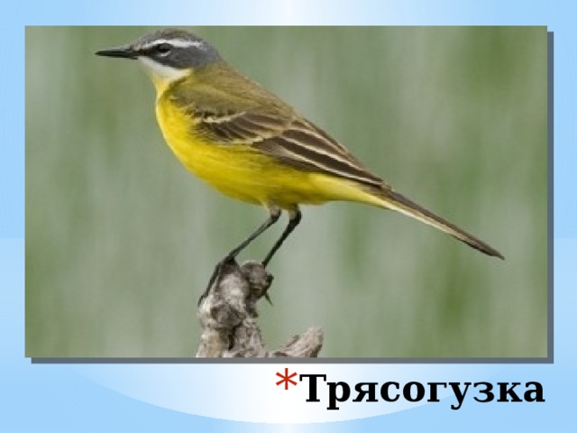 Трясогузка очень полезная птица. Особенно велика её польза в саду и огороде, где она, быстро бегая по грядкам, истребляет в несметном количестве вредных сельскому хозяйству насекомых и личинок. Трясогузка