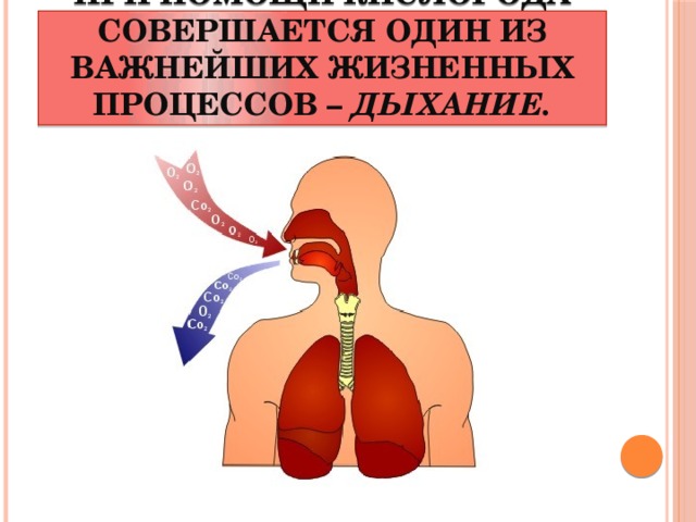 При помощи кислорода совершается один из важнейших жизненных процессов – дыхание.