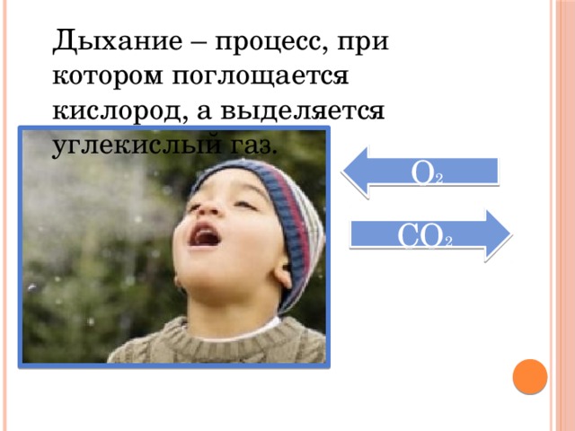 Дыхание – процесс, при котором поглощается кислород, а выделяется углекислый газ. О 2 CО 2