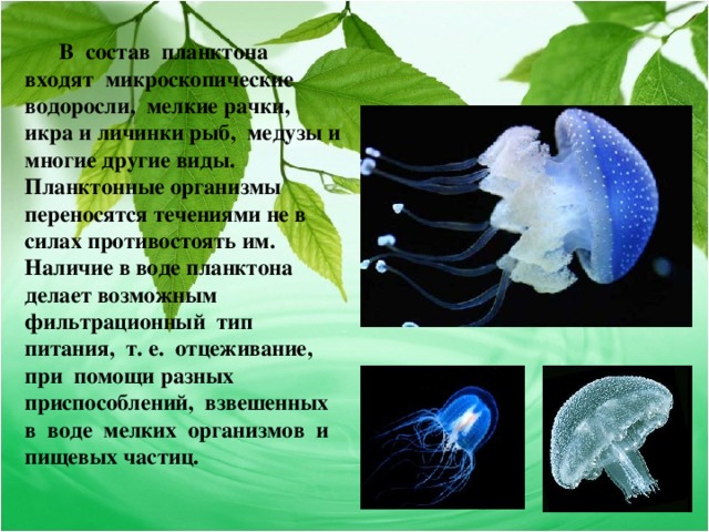 В состав планктона входят микроскопические водоросли, мелкие рачки, икра и личинки рыб, медузы и многие другие виды. Планктонные организмы переносятся течениями не в силах противостоять им. Наличие в воде планктона делает возможным фильтрационный тип питания, т. е. отцеживание, при помощи разных приспособлений, взвешенных в воде мелких организмов и пищевых частиц.