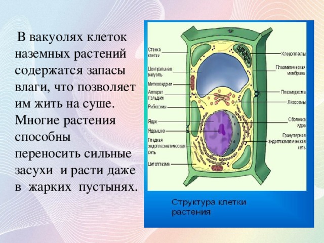 В вакуолях клеток наземных растений содержатся запасы влаги, что позволяет им жить на суше. Многие растения способны переносить сильные засухи и расти даже в жарких пустынях.