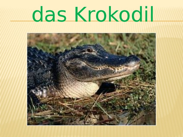 das Krokodil